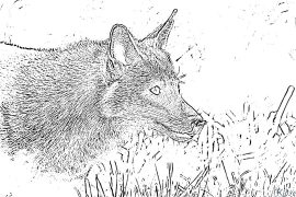 શિયાળ છાપવા યોગ્ય રંગીન પૃષ્ઠો